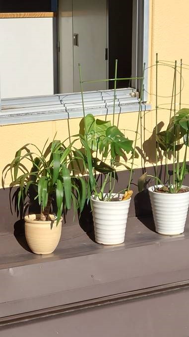 ピタゴラミン＠上田校の観葉植物